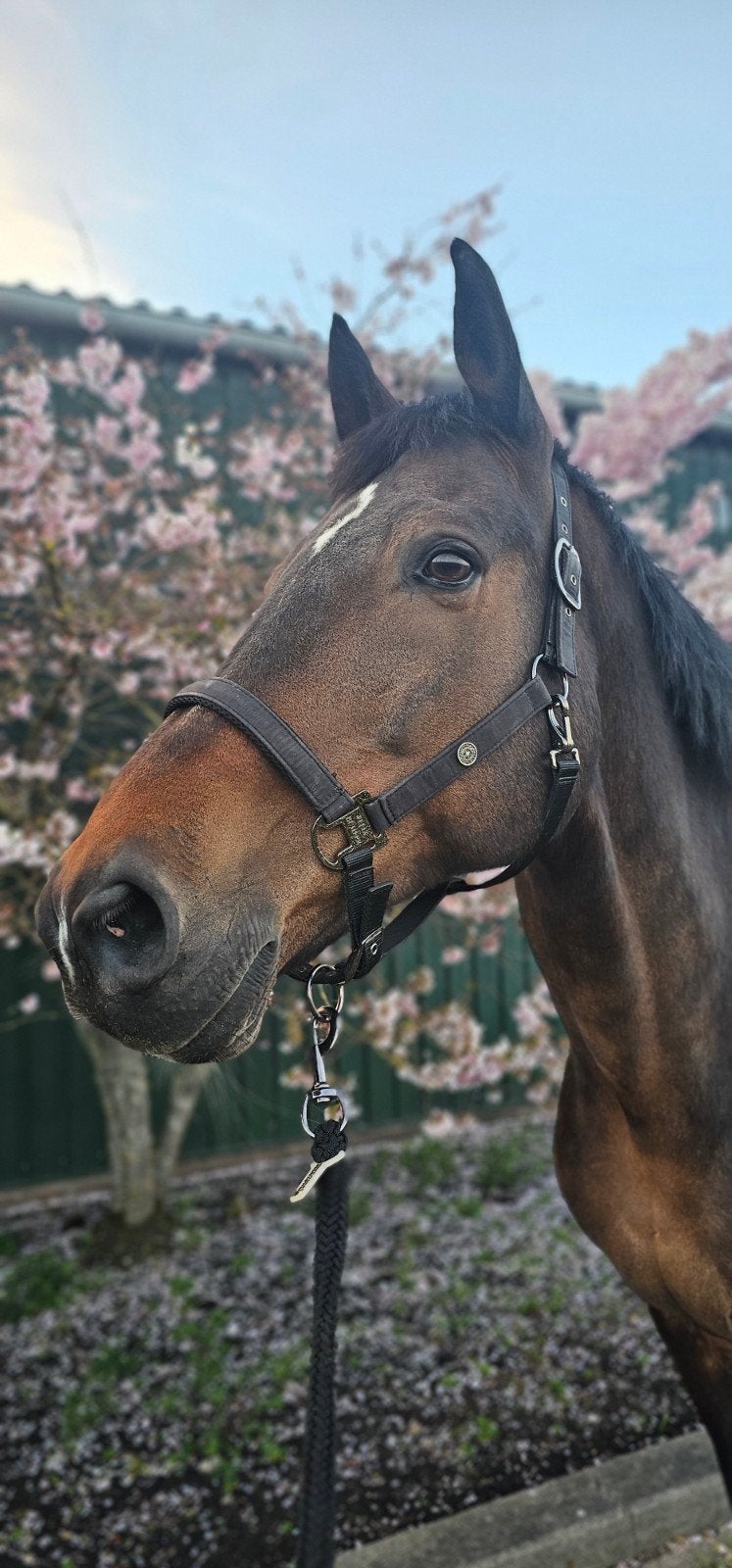 Lieve en betrouwbare KWPN ruin zoekt 5* huisje, Dieren en Toebehoren, Ruin, 170 tot 175 cm, 11 jaar of ouder, Recreatiepaard