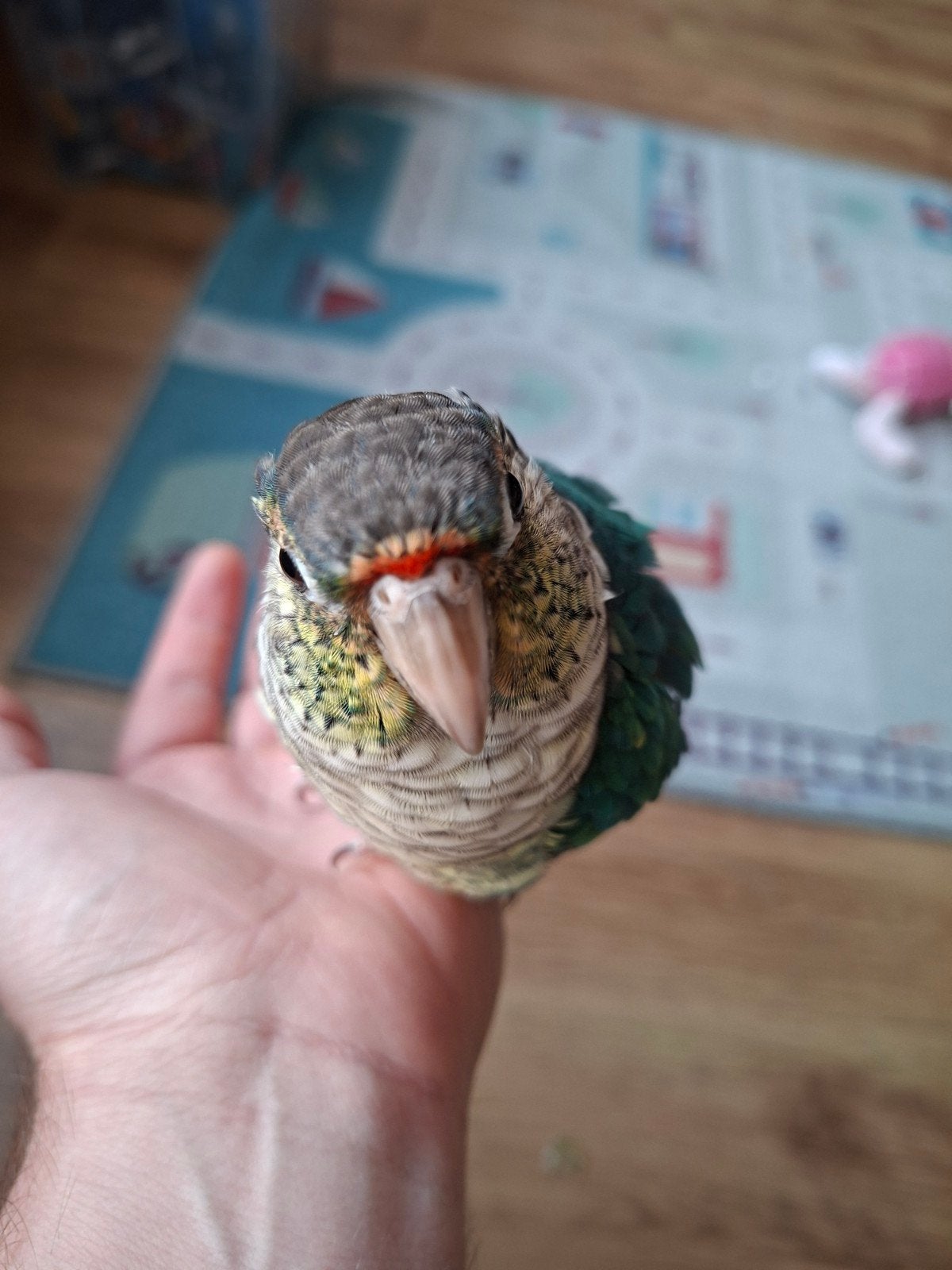 Tamme Pyrrhura, Dieren en Toebehoren, Vrouwelijk, Parkiet, Tam