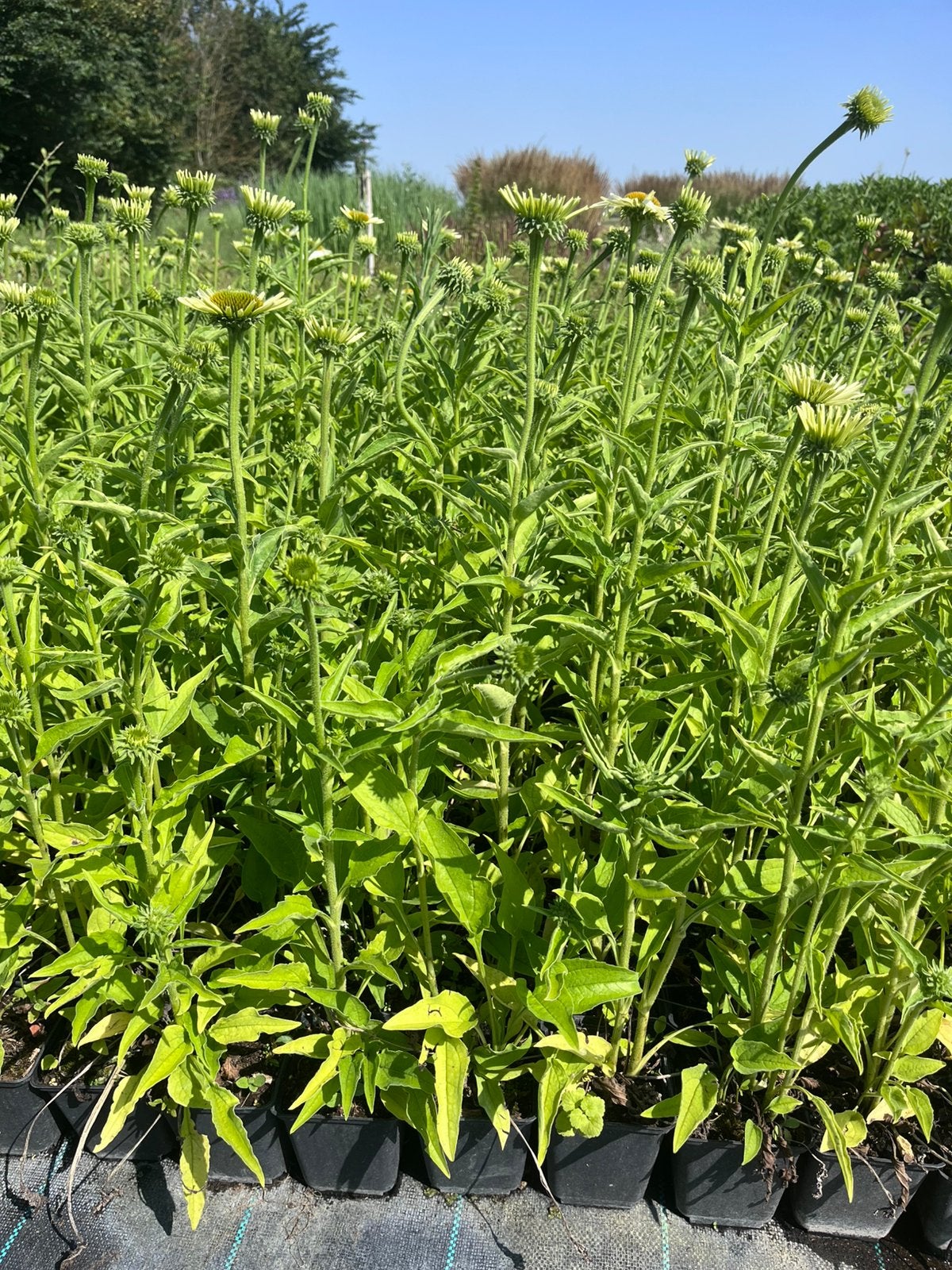 Echinacea purpurea 'White Swan' / Zonnehoed P9 en 2 L pot, Ophalen of Verzenden, Vaste plant