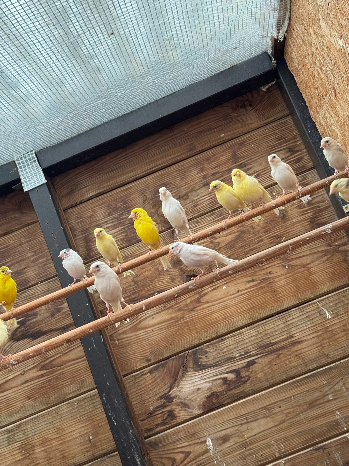Mooie Raza espagnola kanaries, Meerdere dieren, Kleurkanarie