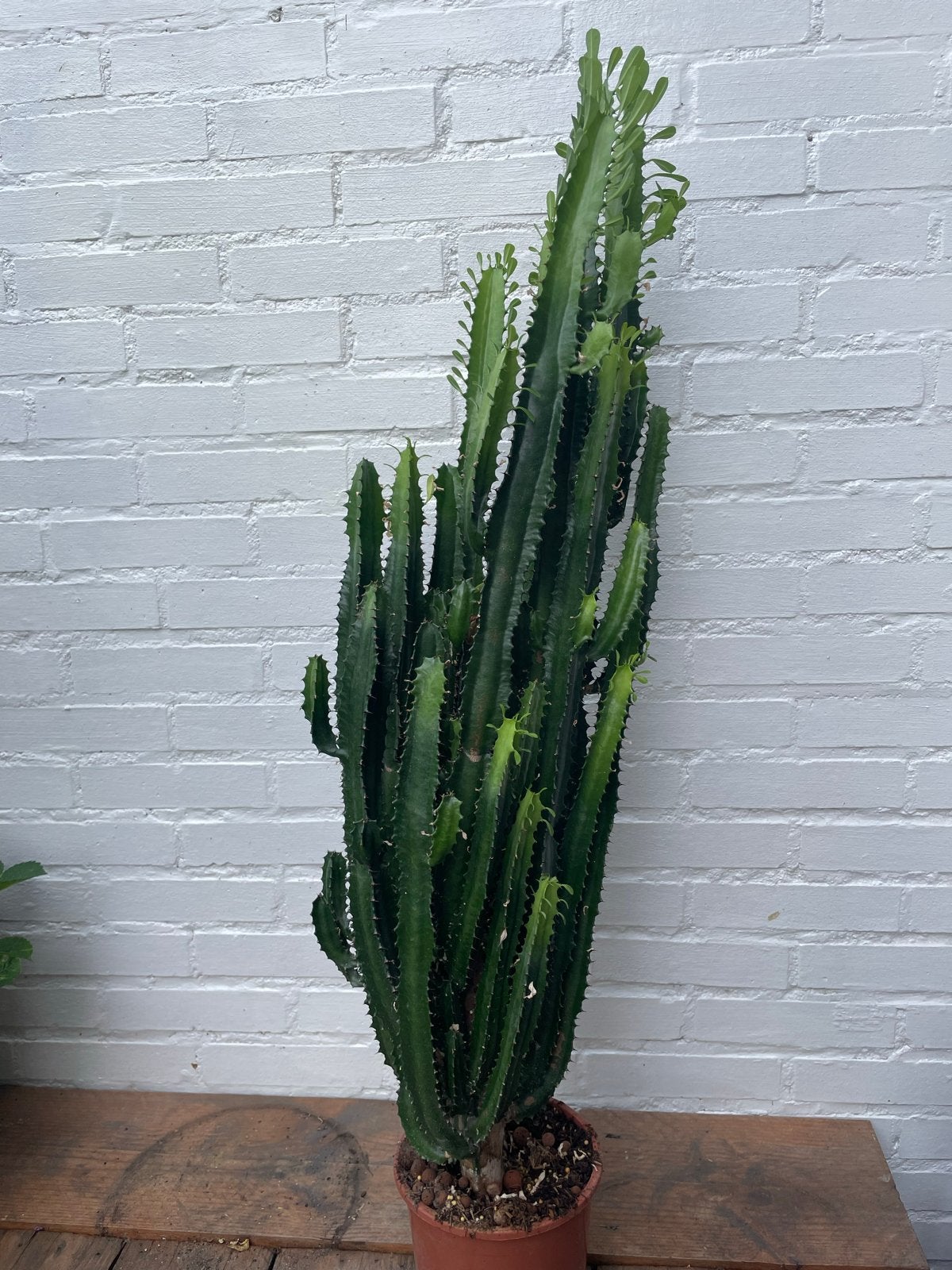 Grote Euphorbia Trigona - Afrikaanse Melkboom, Ophalen, 100 tot 150 cm, In pot, Cactus