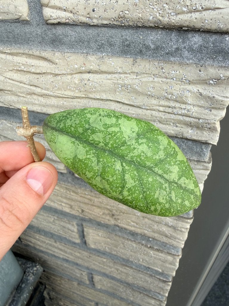 Hoya kalbar silver, Verzenden, Halfschaduw, Minder dan 100 cm