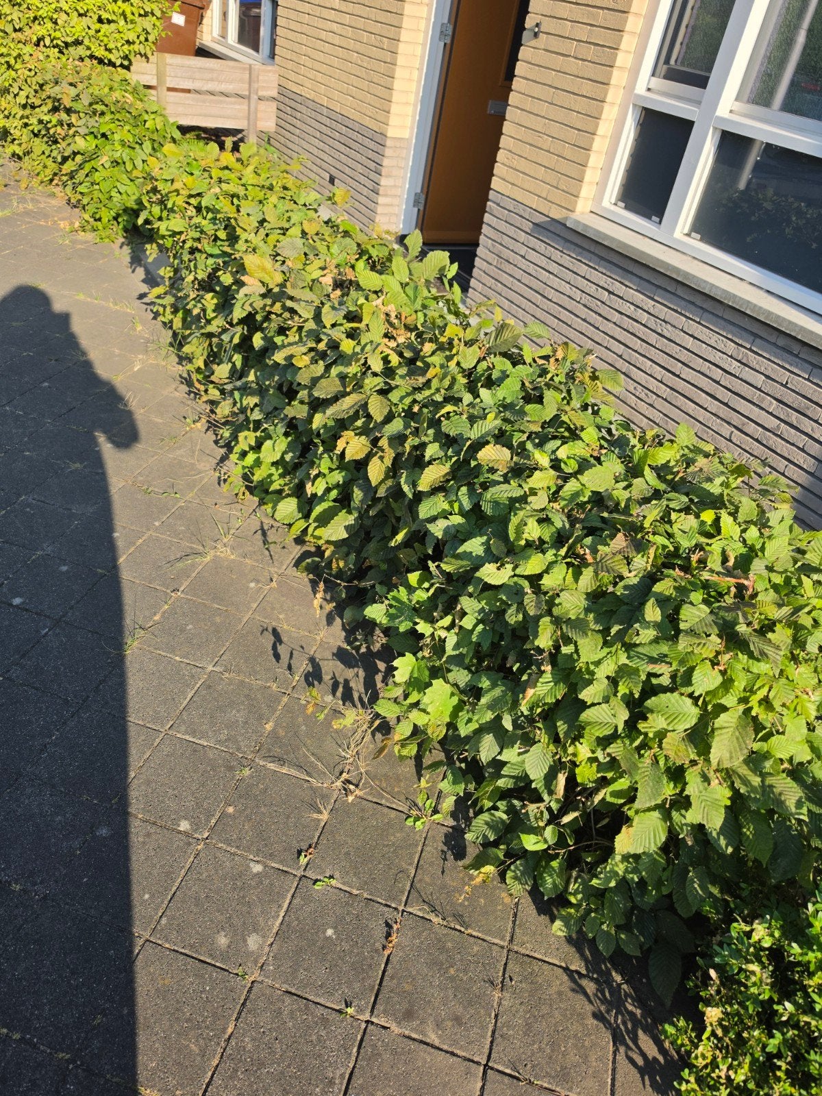 Gratis Haag zelf uitgraven, Ophalen, Beukenhaag, Haag, 100 tot 250 cm