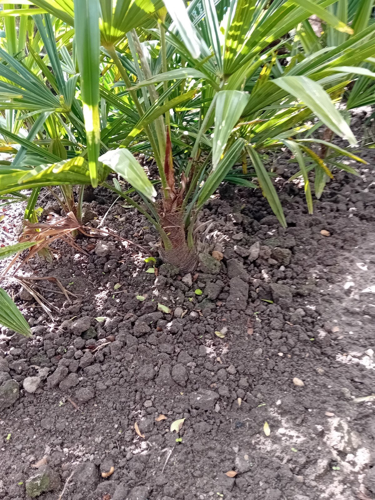 3 palmbomen in volle grond, Ophalen, Palmboom