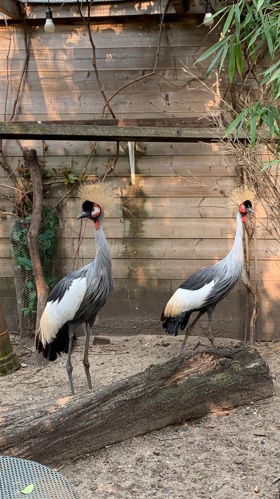 Broedrijpe kroonkraanvogel vrouw, Dieren en Toebehoren, Vrouwelijk, Gans of Zwaan