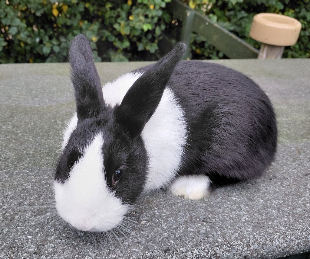 Jonge raszuivere hollander konijntjes, Dieren en Toebehoren, Meerdere dieren, Middelgroot, 0 tot 2 jaar