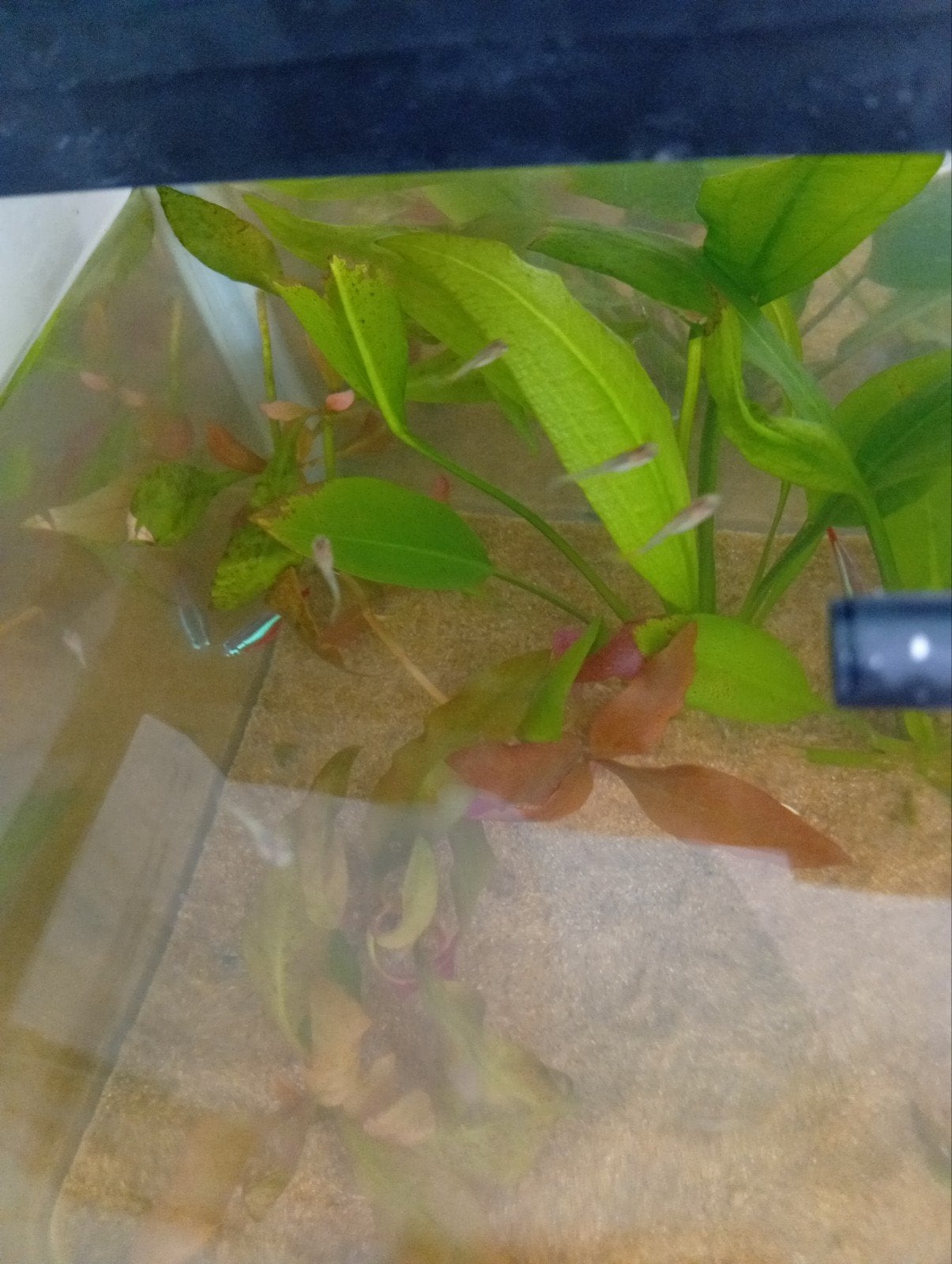 guppy mix, Vis, Zoetwatervis