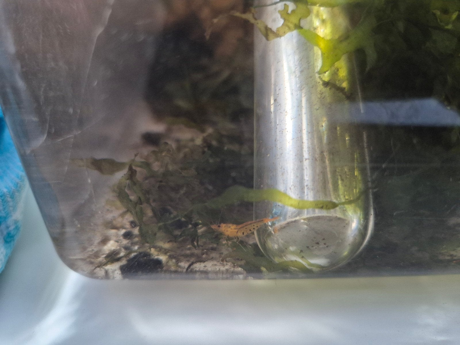 2x Yellow King Kong garnalen, Kreeft, Krab of Garnaal, Zoetwatervis