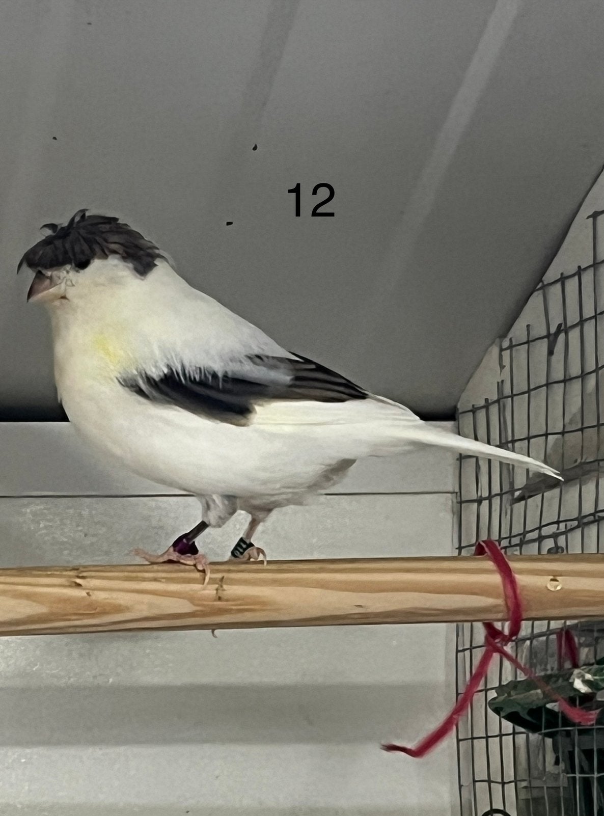 Pop met kuif, Vrouwelijk, Postuurkanarie