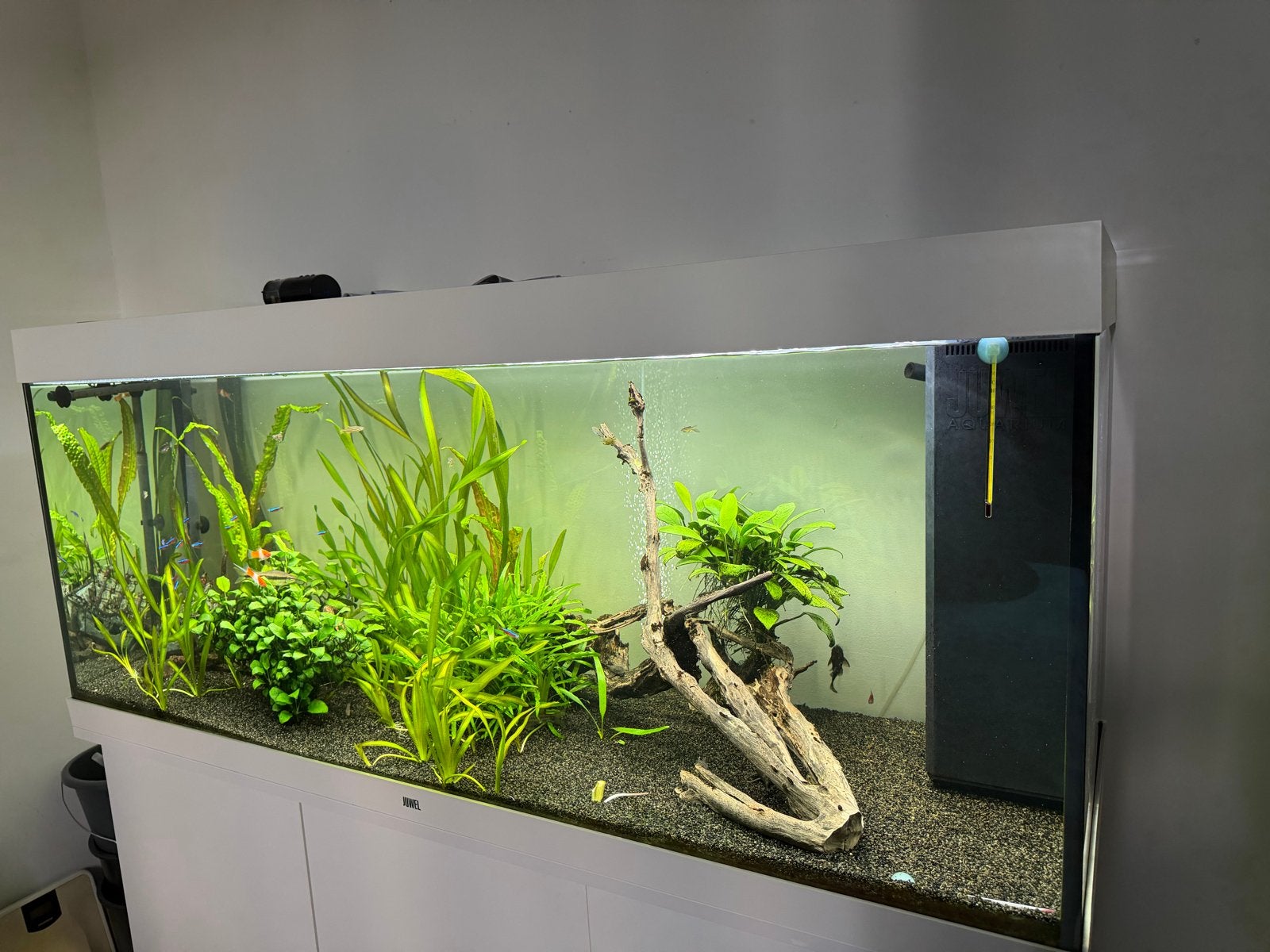 Juwel Rio 240 Aquarium Wit + Meubel met inhoud & Accessoires, Ophalen, Aquariummeubel, Zo goed als nieuw, Inclusief vissen