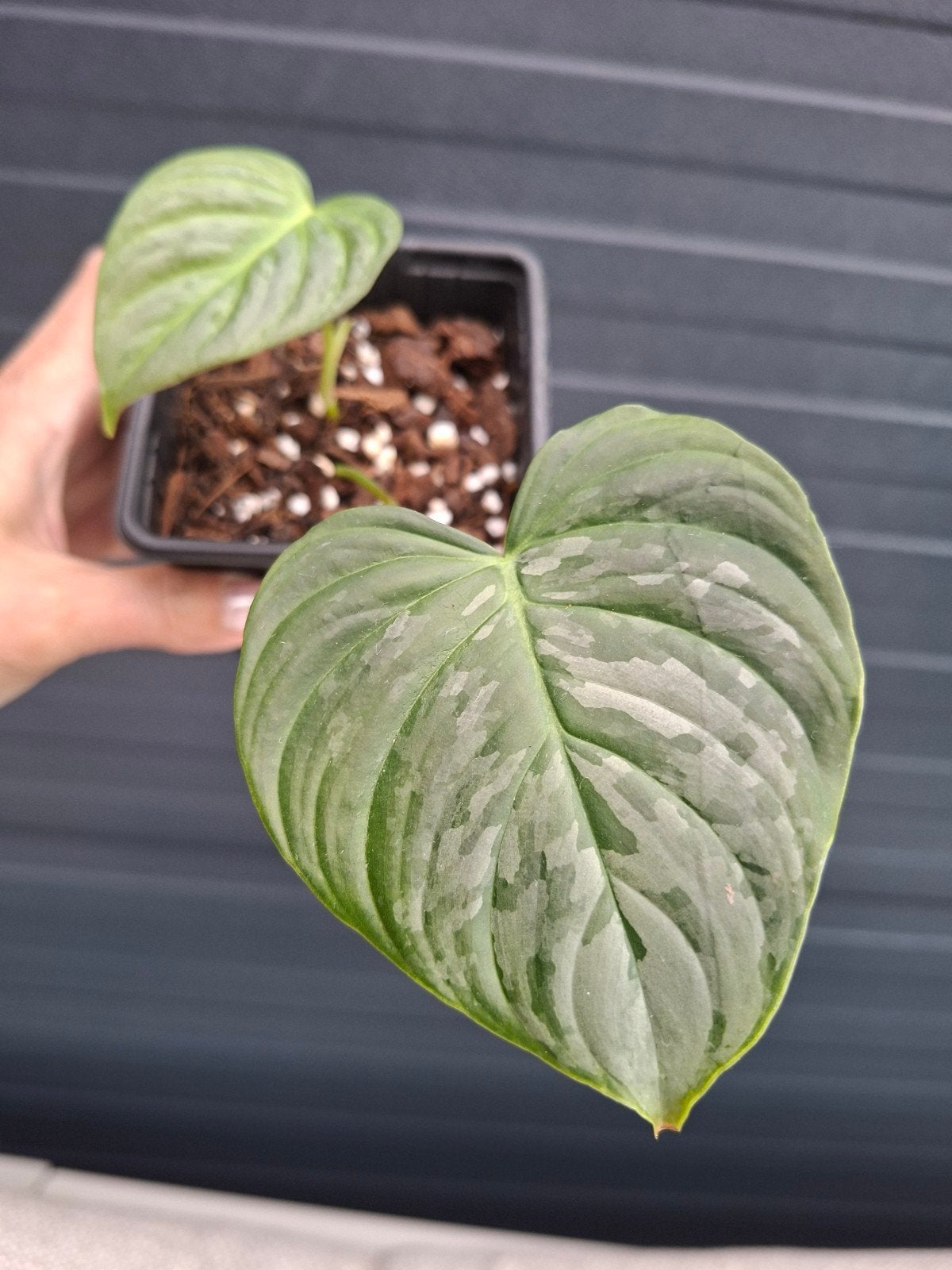 Philodendron Majestic stekje, Huis en Inrichting, Kamerplanten, Ophalen