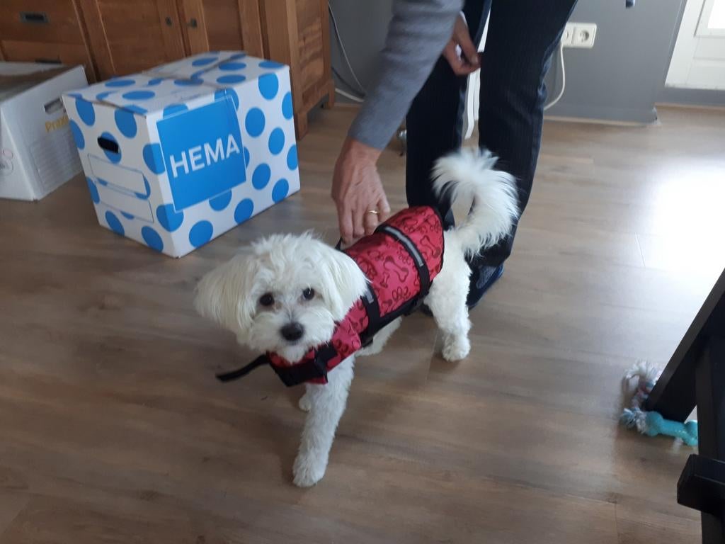 Honden zwemvest, Dieren en Toebehoren, Ophalen
