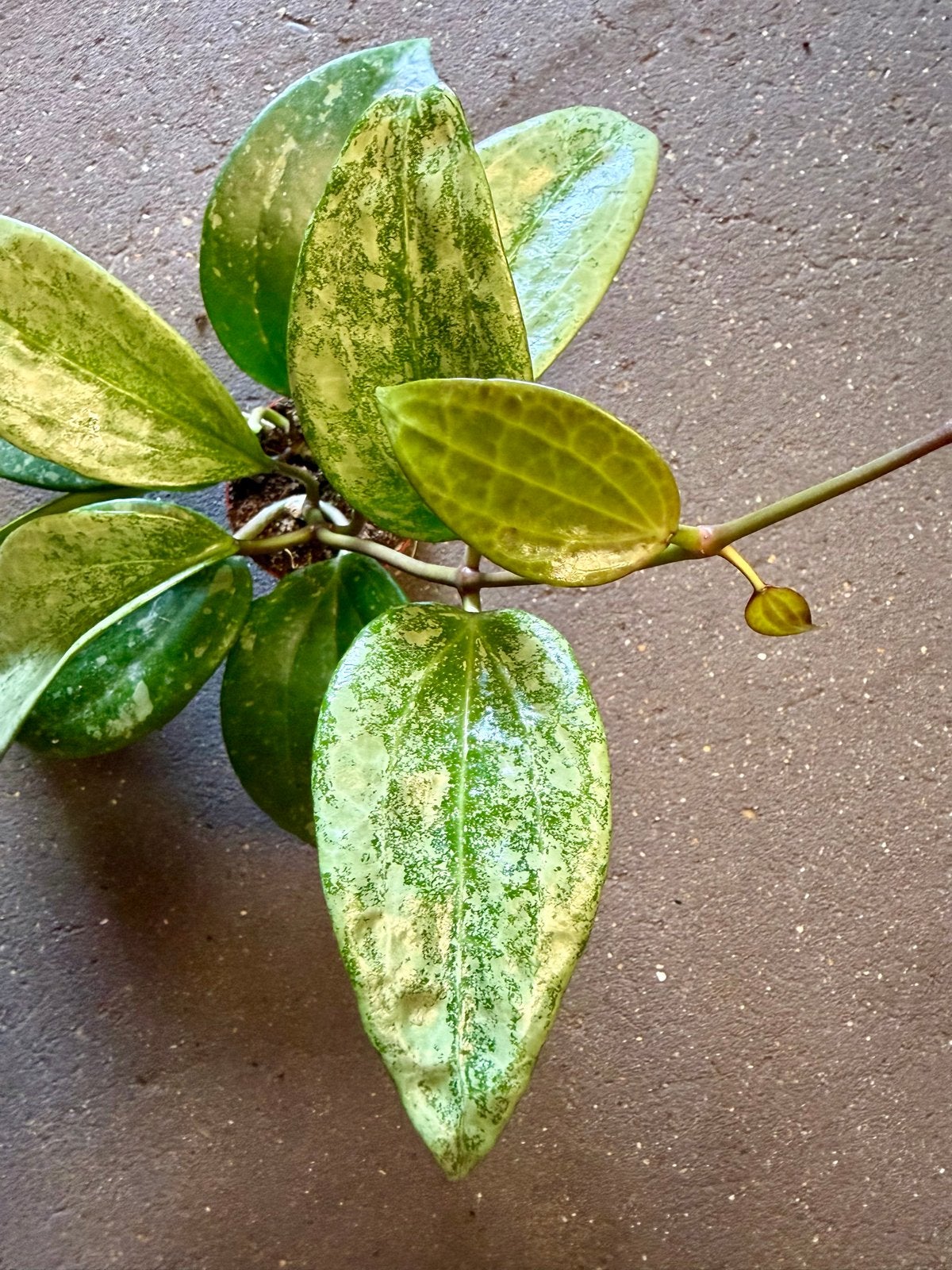 Hoya macrophylla silver p9, Huis en Inrichting, Overige soorten, In pot, Minder dan 100 cm, Groene kamerplant