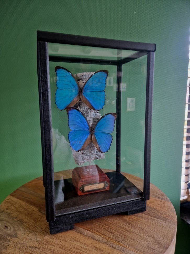 Prachtige Morpho Menelaus vlinders in glazen vitrine, Ophalen, Zo goed als nieuw, Insect, Opgezet dier