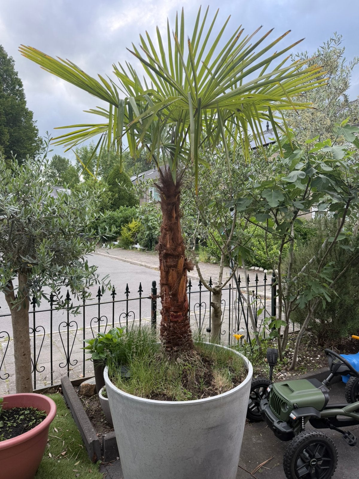 Palmboom in pot, Tuin en Terras, Ophalen of Verzenden, 100 tot 250 cm, Zomer, Palmboom