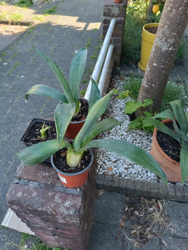 Agave planten - diverse maten, Volle zon, Vaste plant, Bloeit niet, Ophalen
