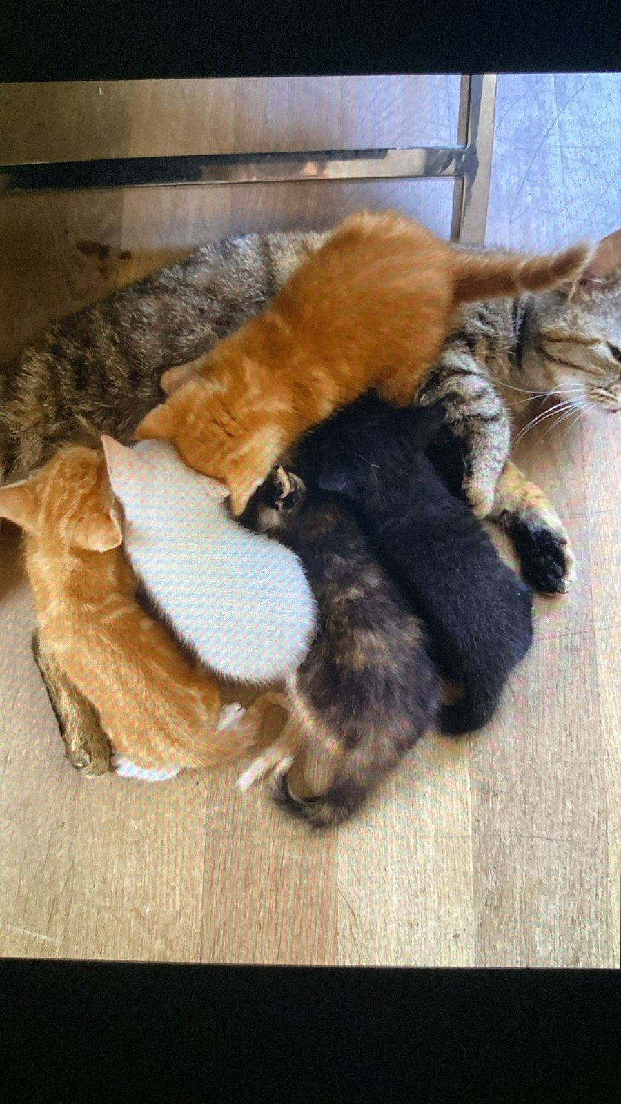 5 mooie kittens van super lieve mama kat, Poes