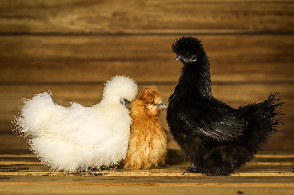 Zijdehoender krielen | Vriendelijke kippen | Passend advies, Dieren en Toebehoren, Pluimvee, Vrouwelijk, Kip