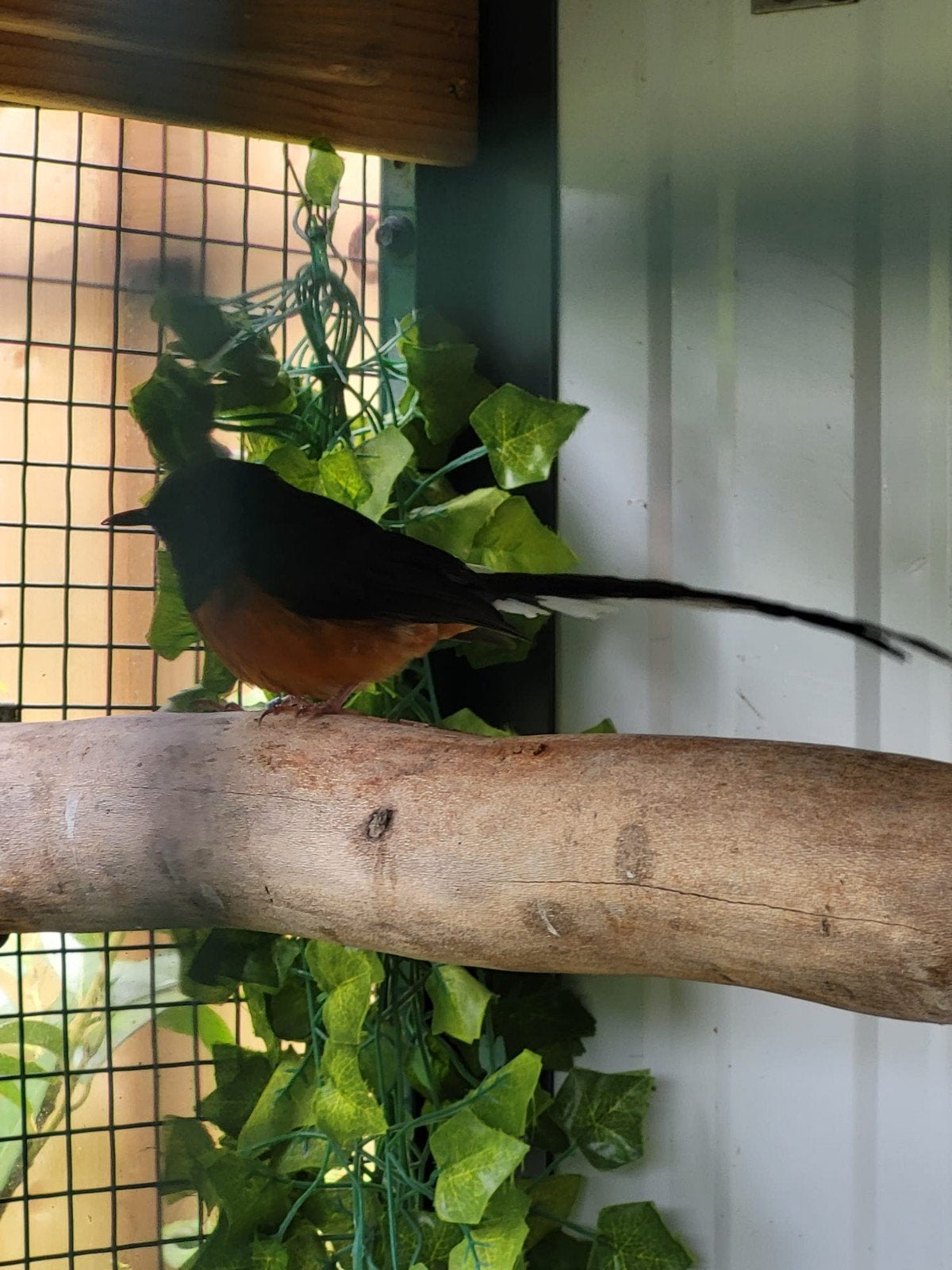 te koop een mooie schamalijster, Dieren en Toebehoren, Vogels | Overige Vogels, Mannelijk