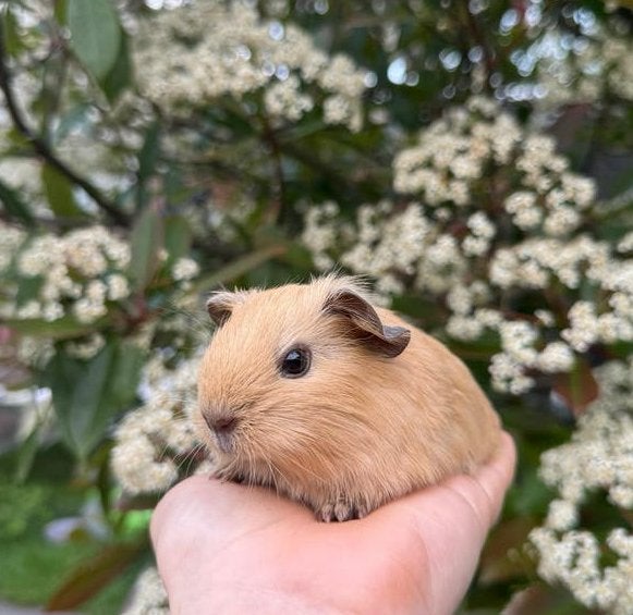 Super tam cali California creme gladhaar beertje., Dieren en Toebehoren, Knaagdieren, Cavia, Mannelijk, Mei, Tam