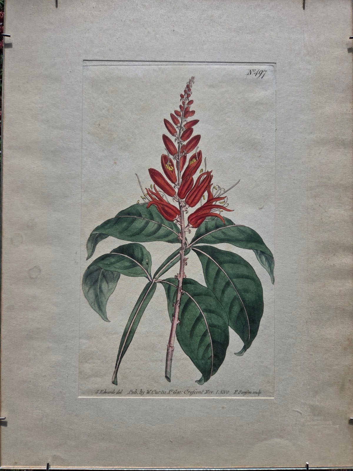 Antieke botanische prenten van W. Curtis, 1799-1800, Ophalen of Verzenden, Prent, Gesigneerd