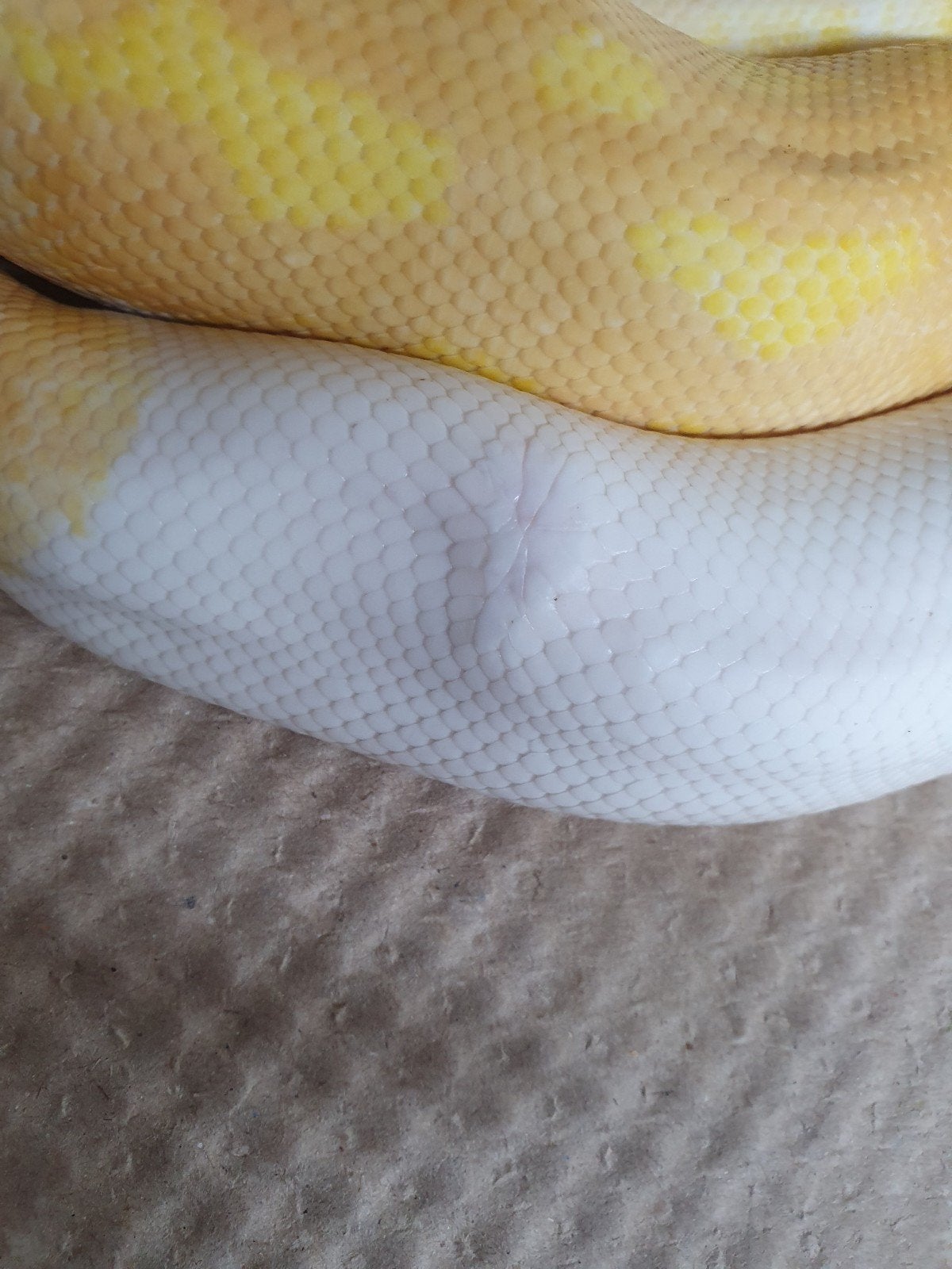 koningspython Ball Python photo 3