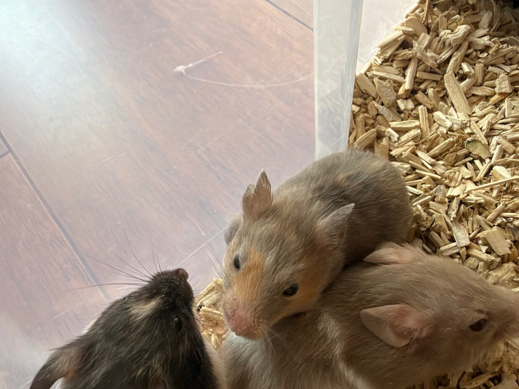 SYRIAN HAMSTER VERSCHILLENDE KLEUREN (goudhamsters), Dieren en Toebehoren, Hamster, Augustus, Meerdere dieren, Tam