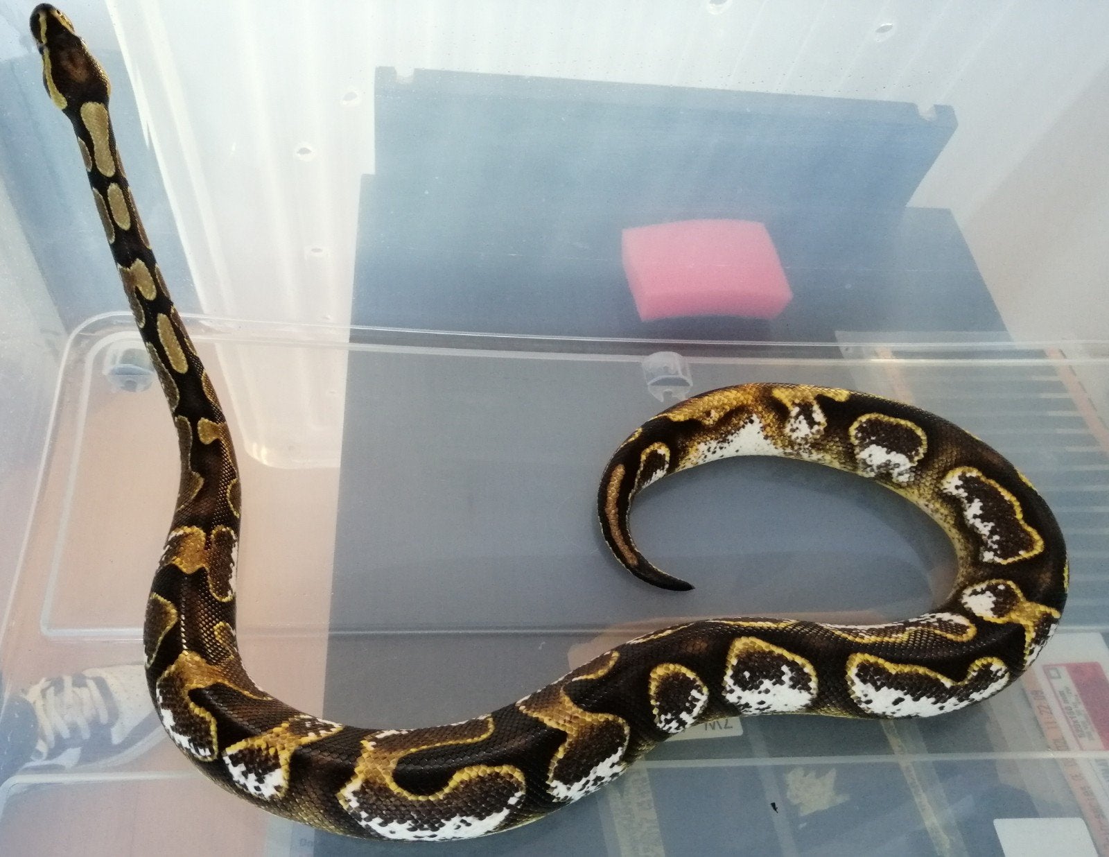 sugar 50%het piebald, Dieren en Toebehoren, Slang, 3 tot 6 jaar