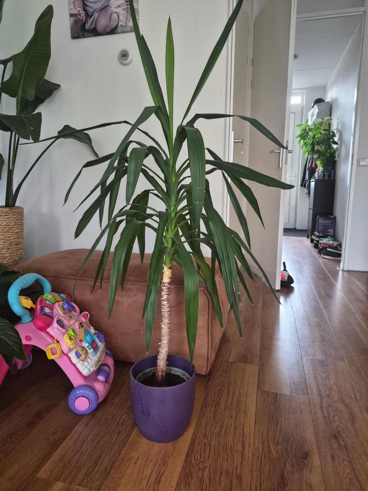 Yucca, Ophalen, 100 tot 150 cm, Halfschaduw, In pot