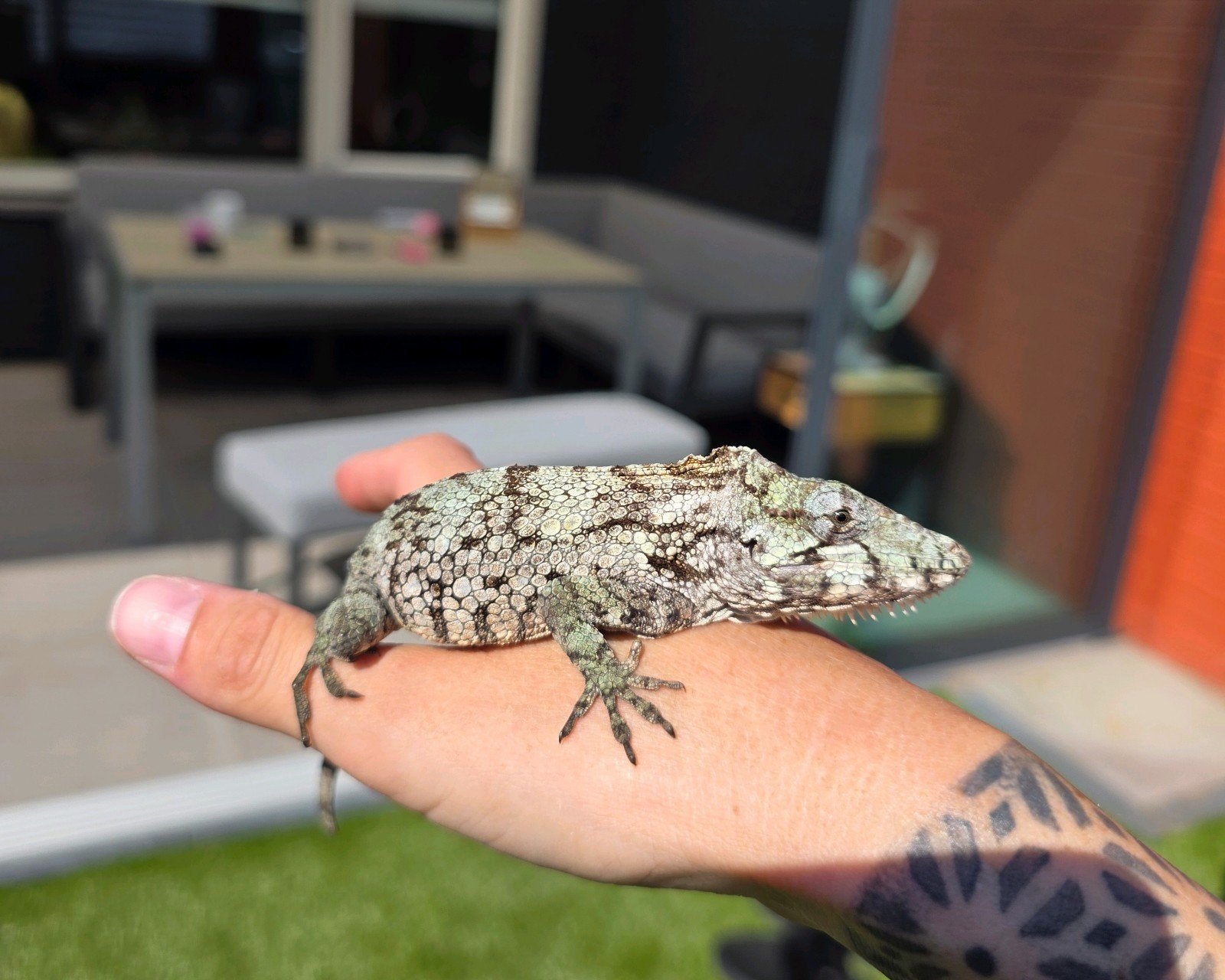 1.1. Tam koppel Anolis Barbatus, Slang, Tam, 0 tot 2 jaar