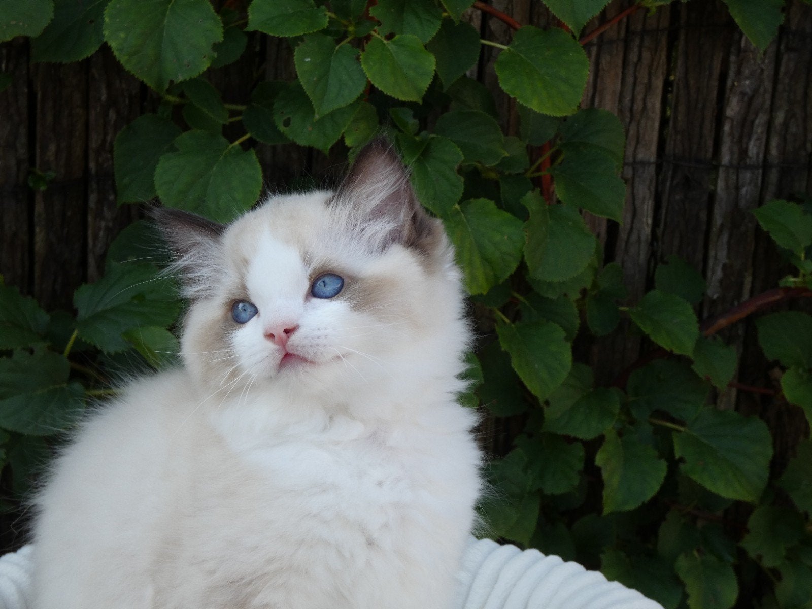 Raszuivere Ragdoll kittens uit geteste ouders met stamboom, Meerdere dieren, Gechipt