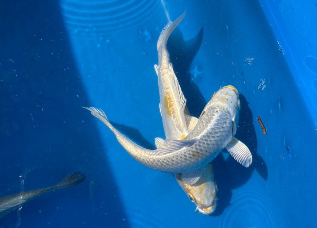 Japanse koi kleurenmix 18-25 cm, Karper of Koi