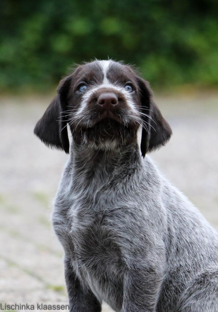 Duitse staande draadhaar pup, Dieren en Toebehoren, Honden | Setters en Staande honden, Duitse Staande hond, 8 tot 15 weken, Meerdere