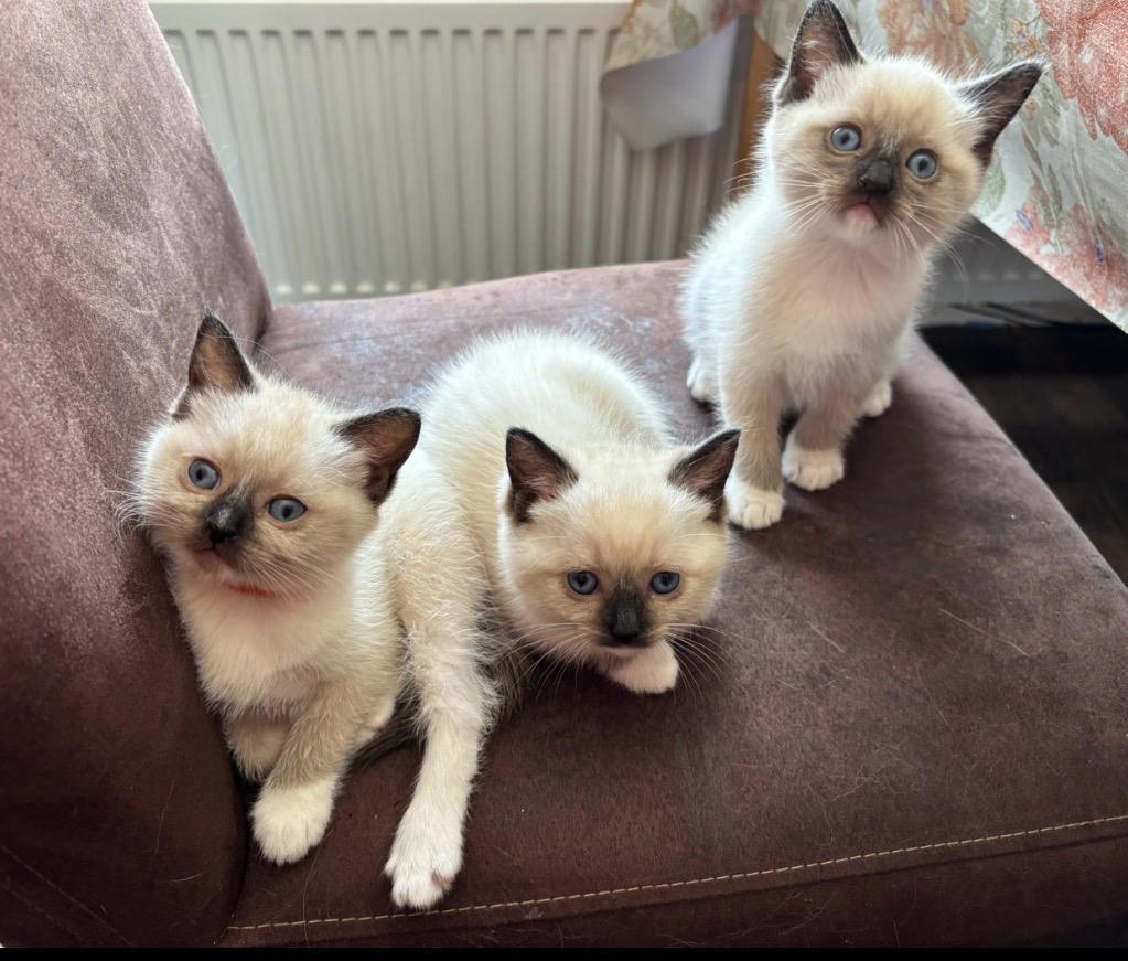 3 grey point ragdoll kittens zoeken een huisje, Meerdere dieren, Gechipt, 0 tot 2 jaar