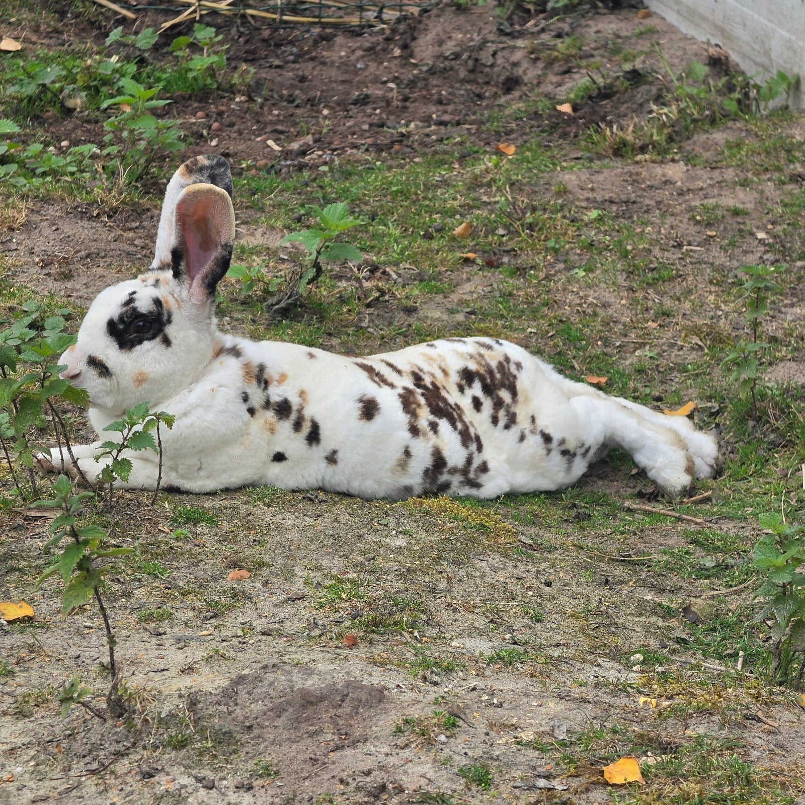 Ram Rex konijn, Mannelijk, Middelgroot, 0 tot 2 jaar