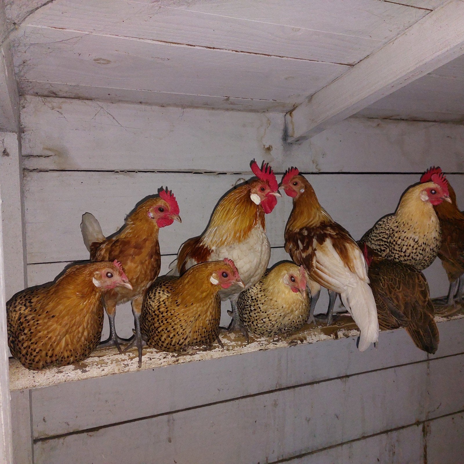 krielkippen friese hoen, Dieren en Toebehoren, Meerdere dieren, Kip