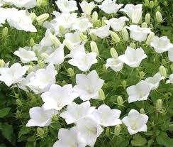 Bloeiende Campanula carpatica 'Alba' (Klokje) in pot!, Tuin en Terras, Ophalen, Overige soorten, Volle zon
