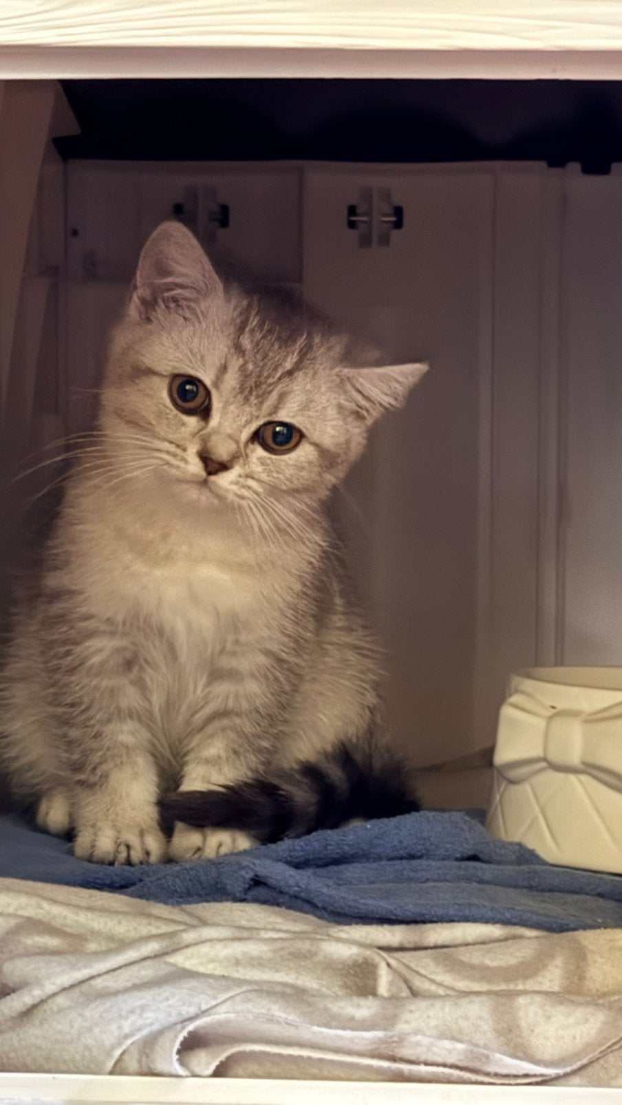 Britse Korthaar - Silver Shaded, 0 tot 2 jaar