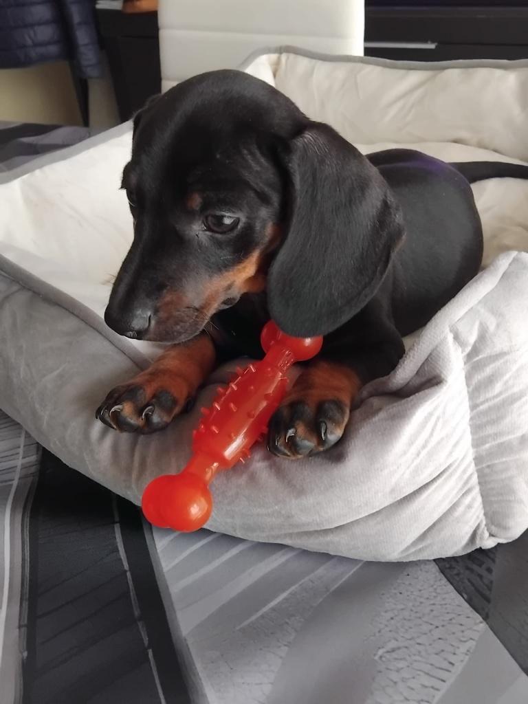 Teckel puppy mag het nestje verlaten, Parvo, België, Particulier, Reu