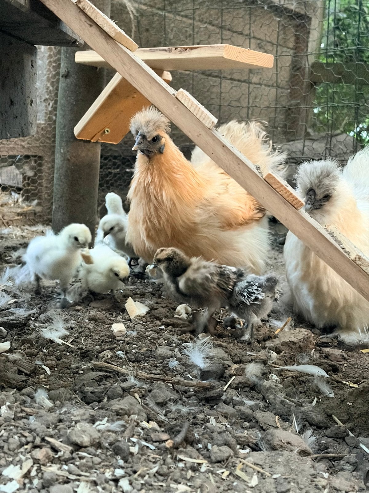 Zijhoen kuikens, Meerdere dieren, Eend