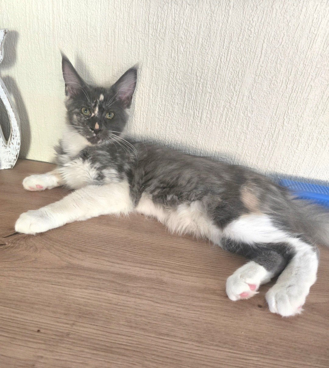 =^..^= raszuivere driekleurig Maine Coon Meisje  =^..^=, Poes, Gechipt, 0 tot 2 jaar