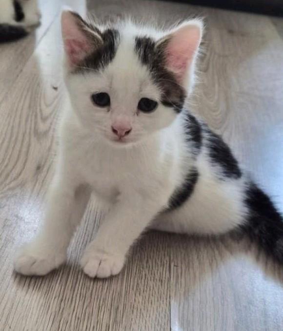 Kittens