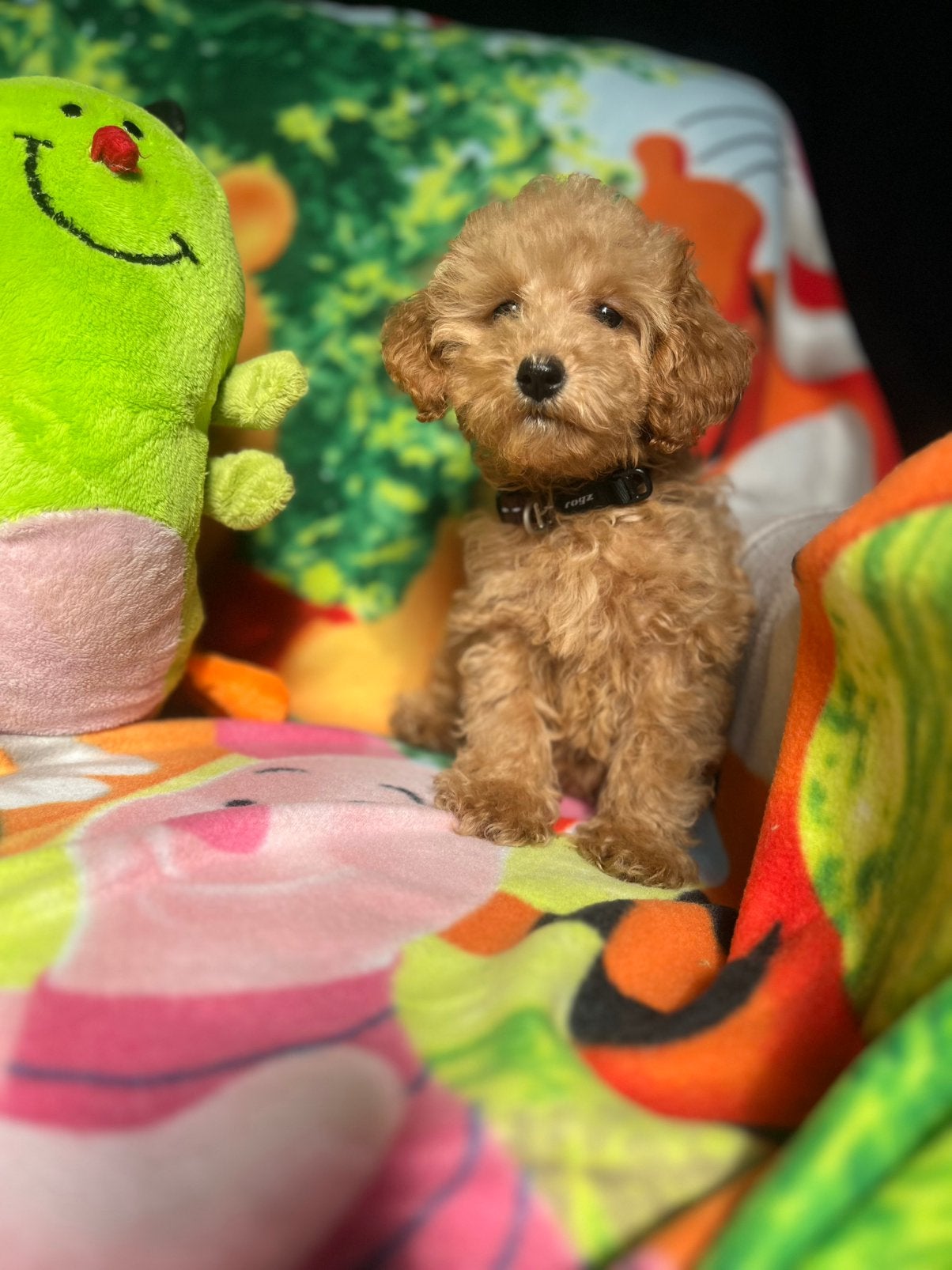 Prachtige mini cockapoo pups, Dieren en Toebehoren, Parvo, Overige rassen, 8 tot 15 weken, Meerdere