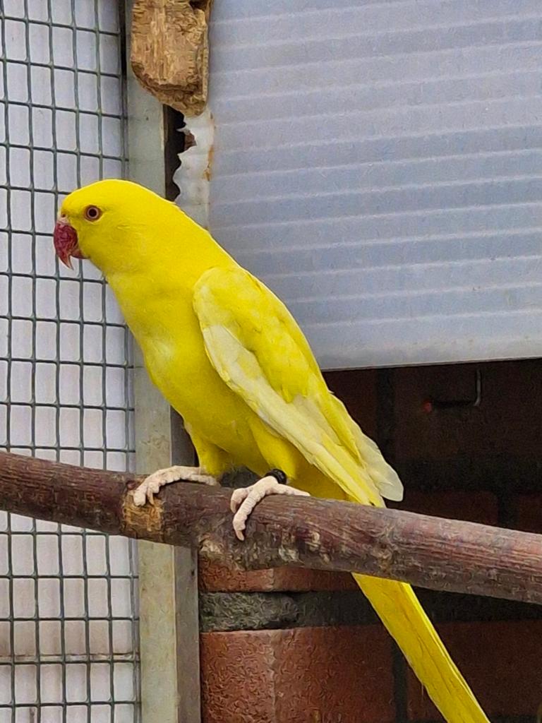 Halsband parkieten kweek 25, Meerdere dieren, Parkiet, Geringd