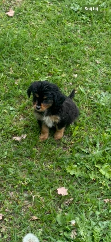 Cavalier x Pomsky, Reu, Meerdere, Middel, Nederland
