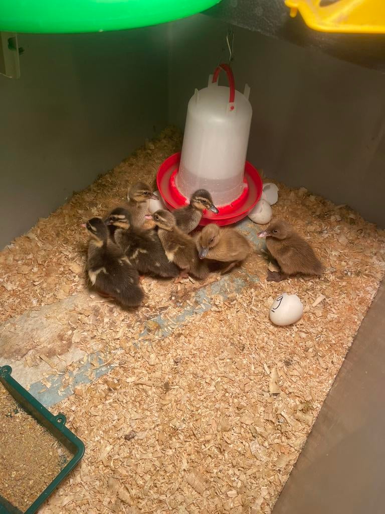 Kuikens | Khaki Campbell eenden, Dieren en Toebehoren, Pluimvee, Meerdere dieren, Eend