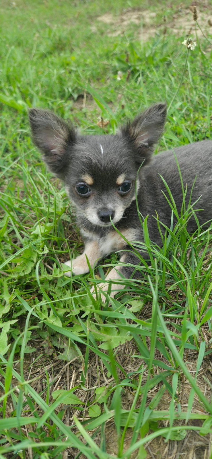 Chihuahua reutje., Reu, 8 tot 15 weken, Eén hond, Chihuahua