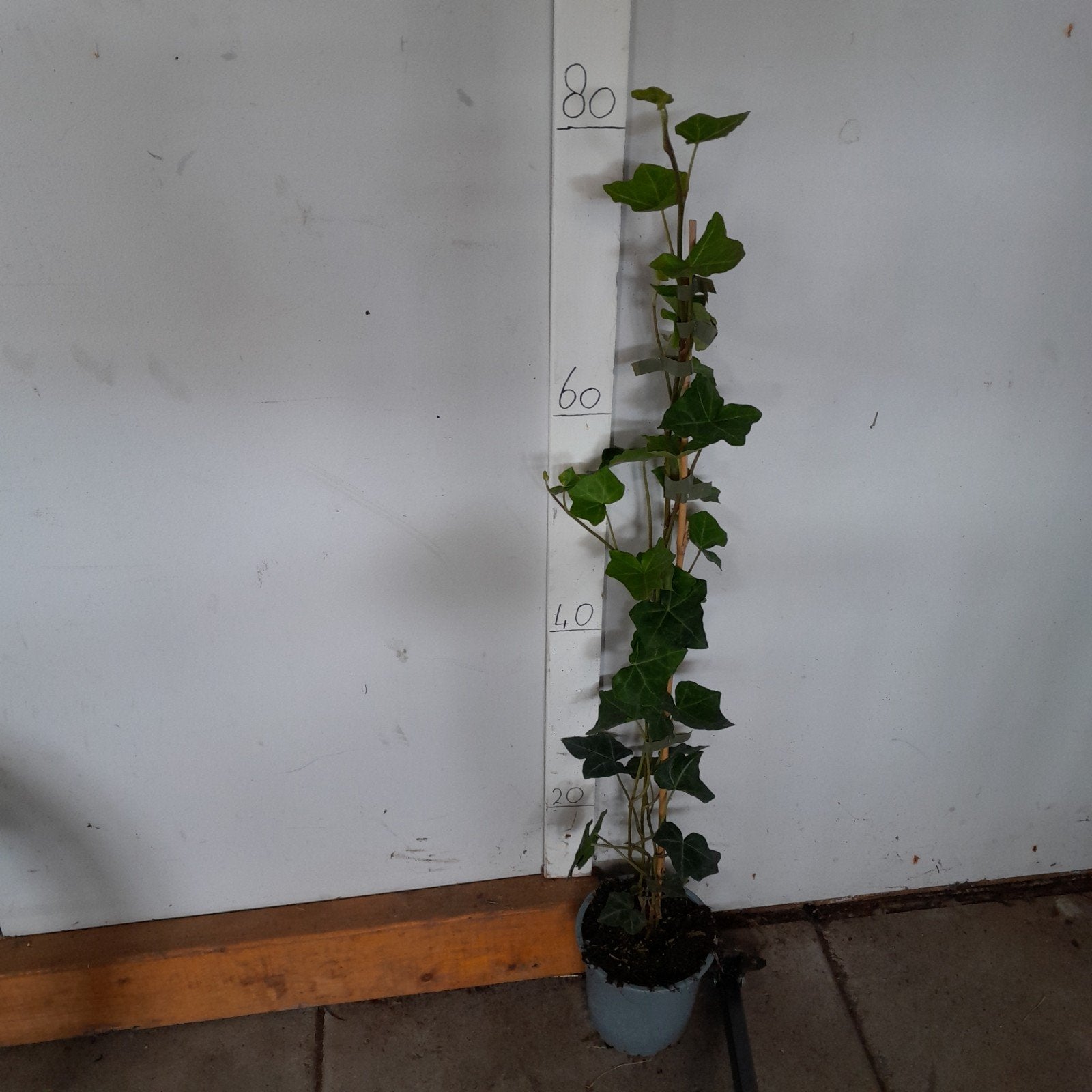 Hedera hibernica klimop 80cm, Ophalen, Nieuw