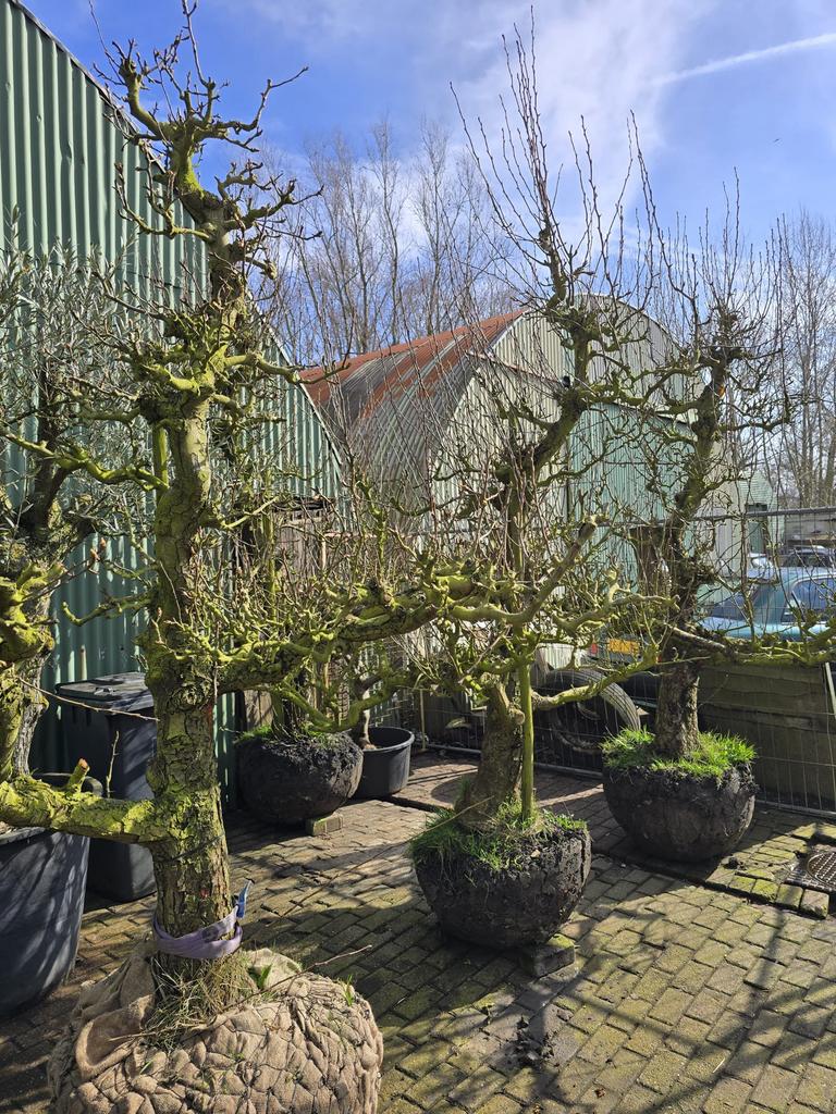 2 laatste perenbomen, Ophalen, Volle zon, Overige soorten
