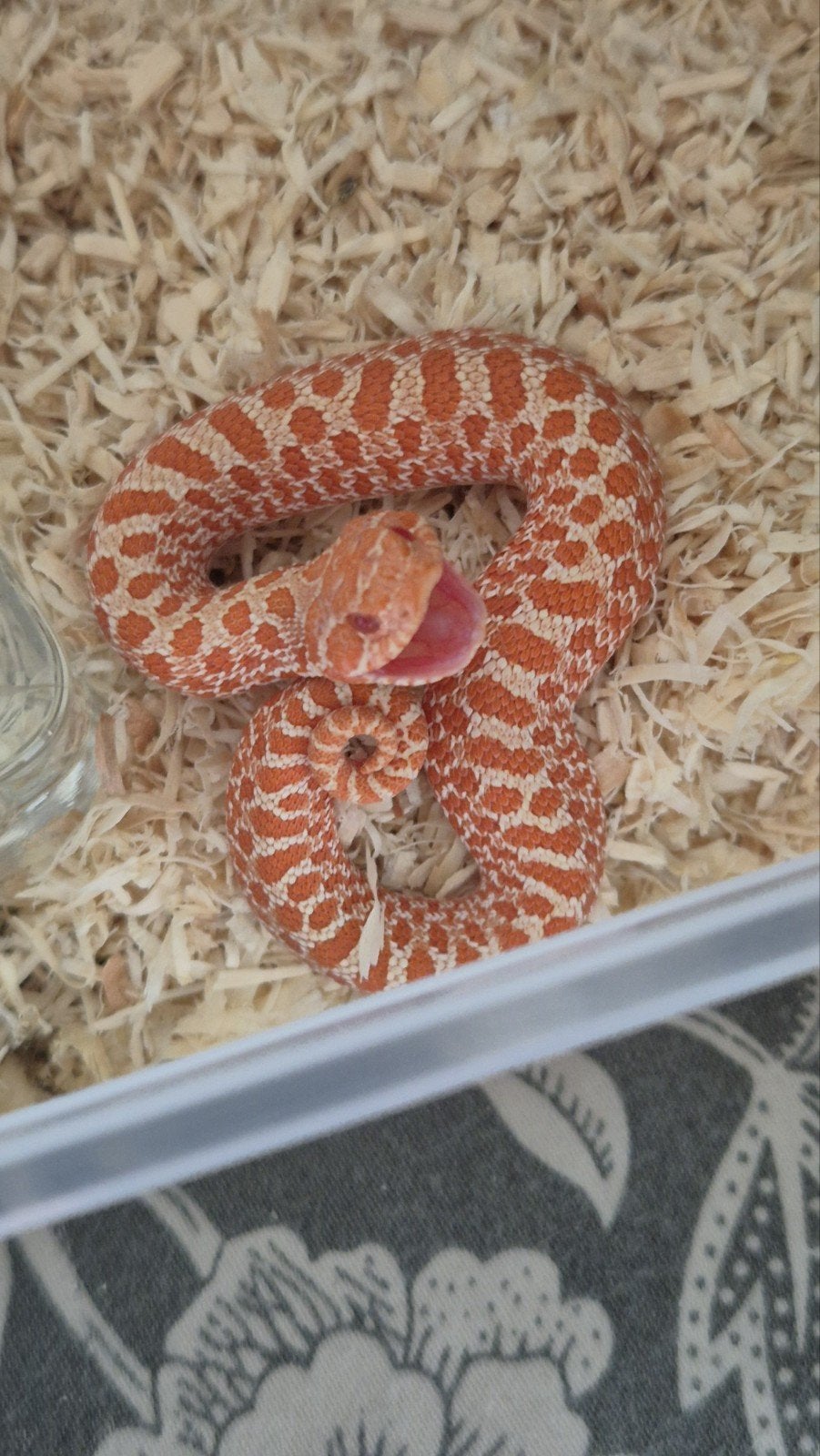 Ex red albino haakneusslang Hognose Snake - female for sale from De Jong